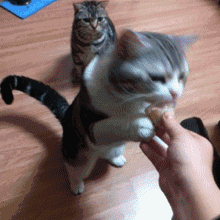 Cat Standing & Eating — Memes meme