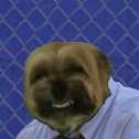 Costanza dog — Reaction meme