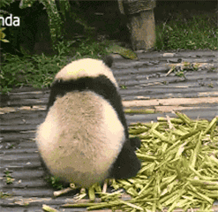 Panda Angry — Reaction meme