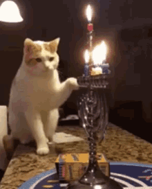 Cat vs candle — Reaction meme