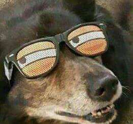 Dog funny glasses — Reaction meme