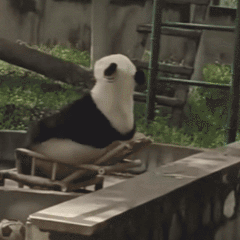 Panda Fall Off Chair — Reaction meme