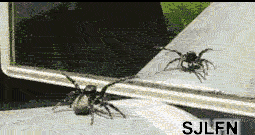 Dancing Spider — Memes meme