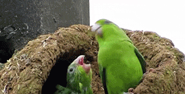 Laughing birds — Reaction meme