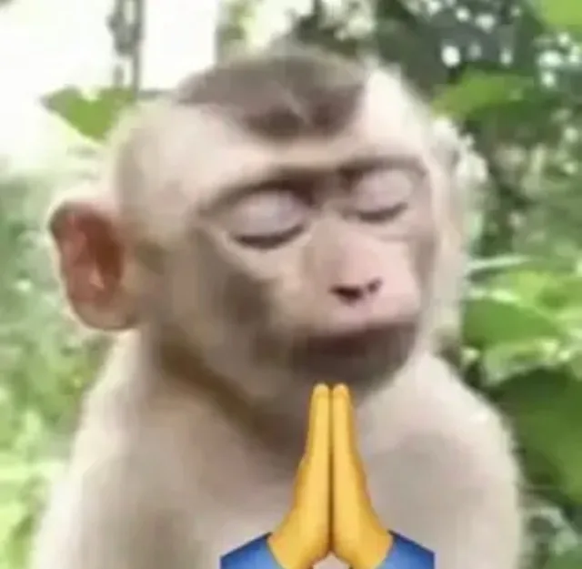 Monkey Praying — Reaction meme