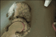 Cat Stuck in Slipper — Memes meme
