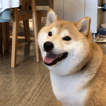Doge Jump Spin — Reaction meme