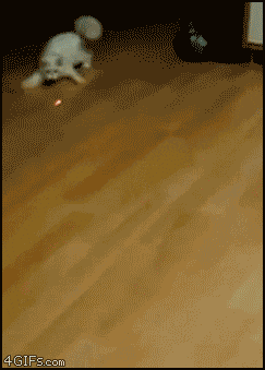 Cat Chasing Laser — Memes meme