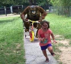 Run! meme template — Templates meme