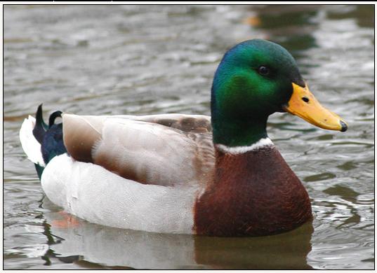 Actual Advice Mallard meme template — Templates meme