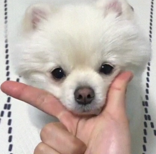 Thinking dog — Reaction meme