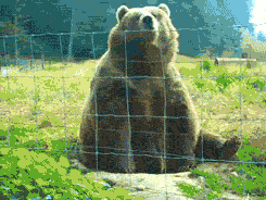 Hi Bear — Reaction meme