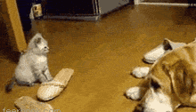 Cat Jump on Dog Face — Memes meme