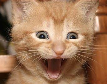 Excited Cat meme template — Templates meme