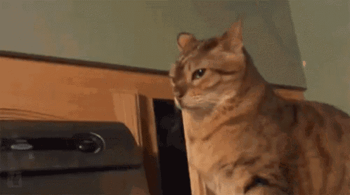 Cat scare — Reaction meme