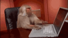 Baboon Aggressively Typing on Laptop — Reaction meme