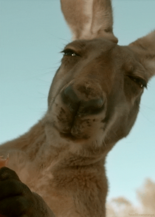 Judgemental Chewing Kangaroo — Reaction meme