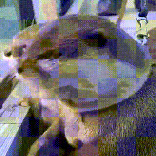 Otter Shocked — Reaction meme