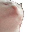 Cat bobbing head extremely fast — Reaction meme