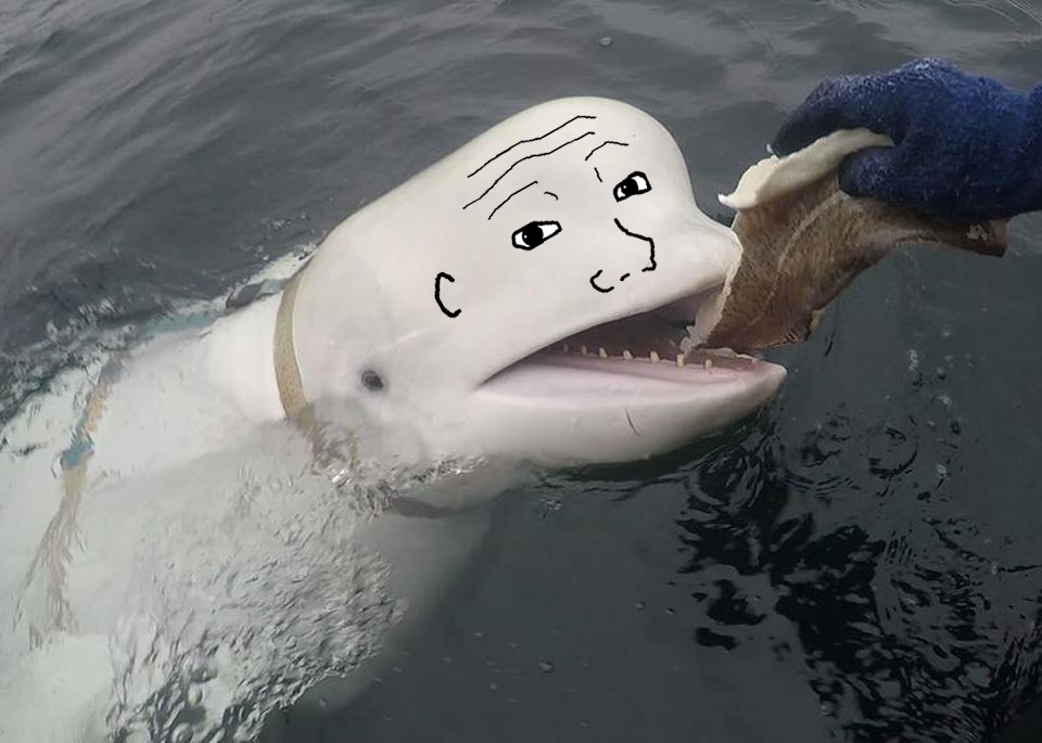 Wojak beluga whale — Wojak meme
