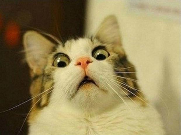 Scared Cat meme template — Templates meme