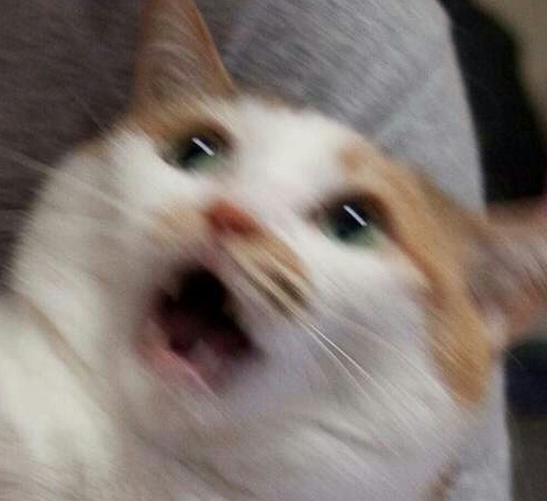 Cat shocked face blurry — Reaction meme
