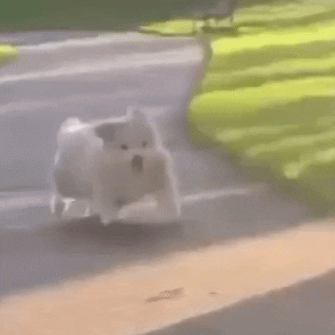 Happy Dog Walking — Memes meme