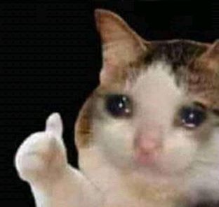 Sad thumbs up cat meme template — Templates meme