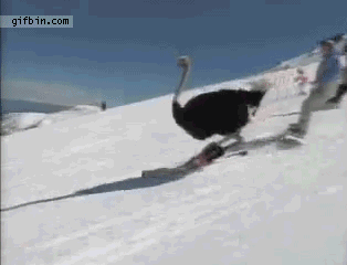 Ostrich skiing meme — Reaction meme
