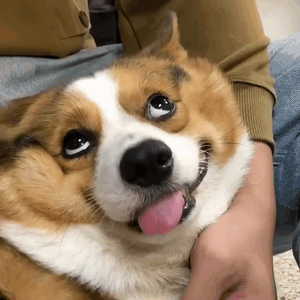 Dog Goofy Face — Reaction meme