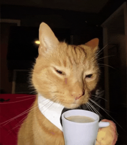 Gm Cat — Reaction meme