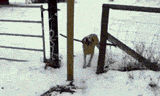 Dog Failed at Door — Memes meme
