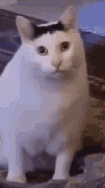 Cat conversation — Reaction meme