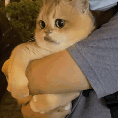 Cat Hugging Arm — Reaction meme