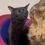 Black cat zoning out meme template — Templates meme