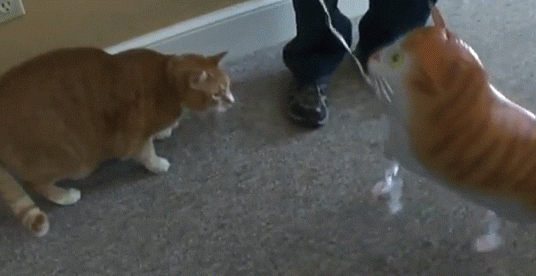 Cat kills fake cat — Reaction meme