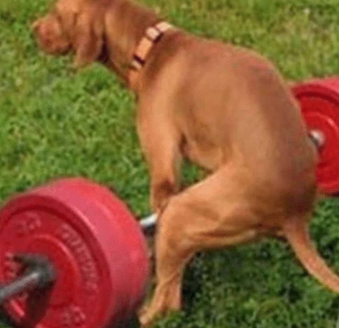 Dog deadlifting — Reaction meme