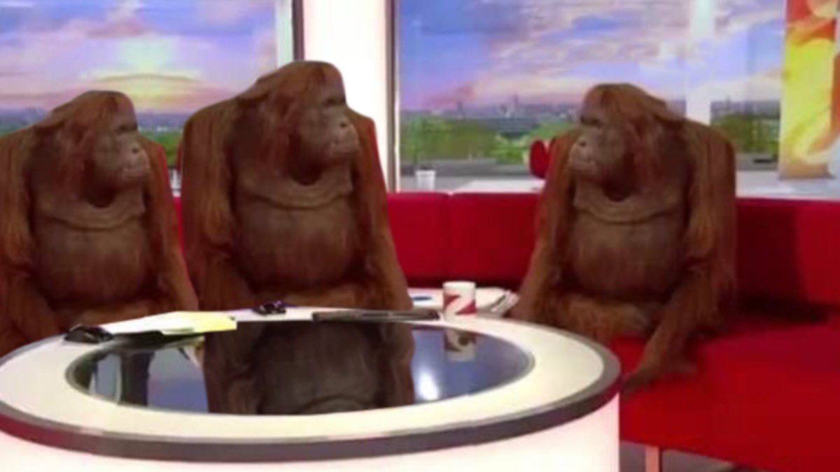 Orangutan interview meme template — Templates meme