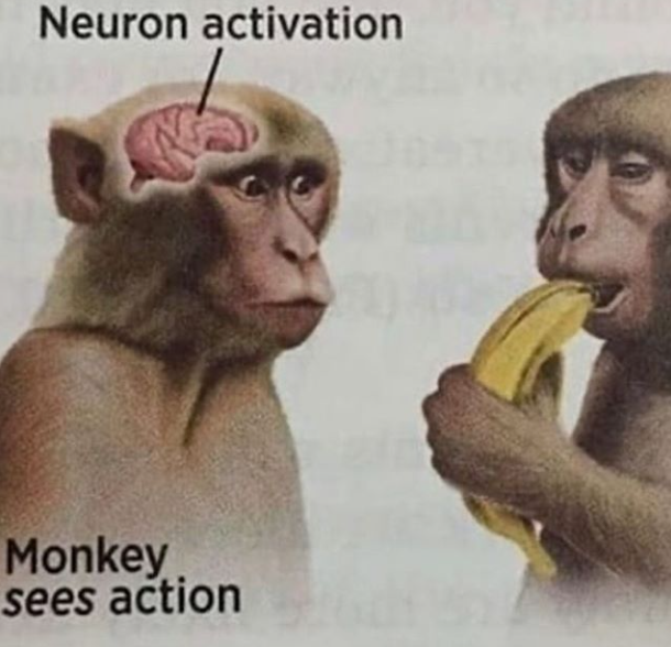 Monkey neuron activation — Reaction meme