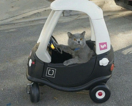 Cat driving uber lift toy car — Reaction meme