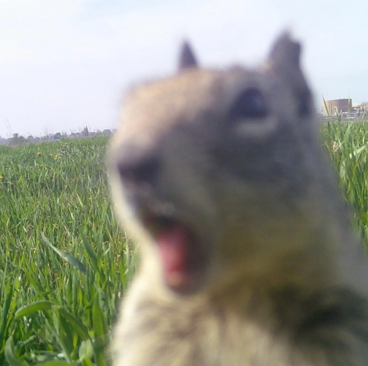 Surprised squirrel — Reaction meme