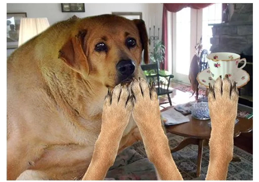 Dog hands Groyper sticker — Sticker Packs meme