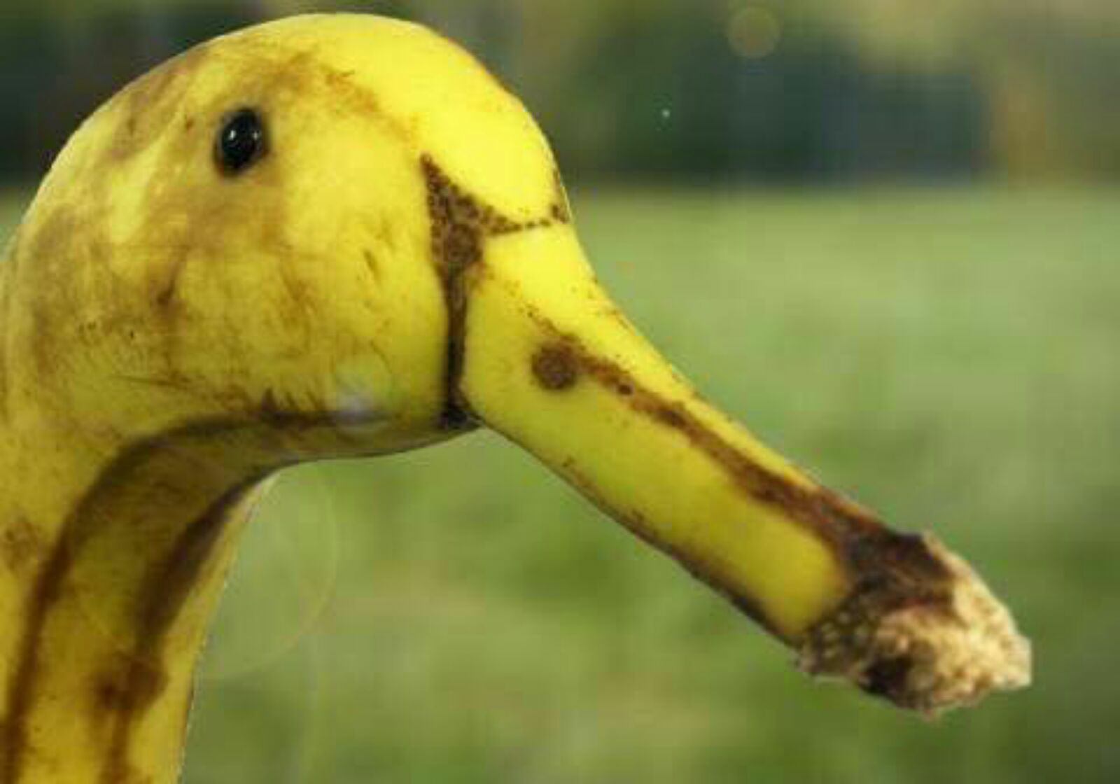 Bananna duck photoshop — Reaction meme