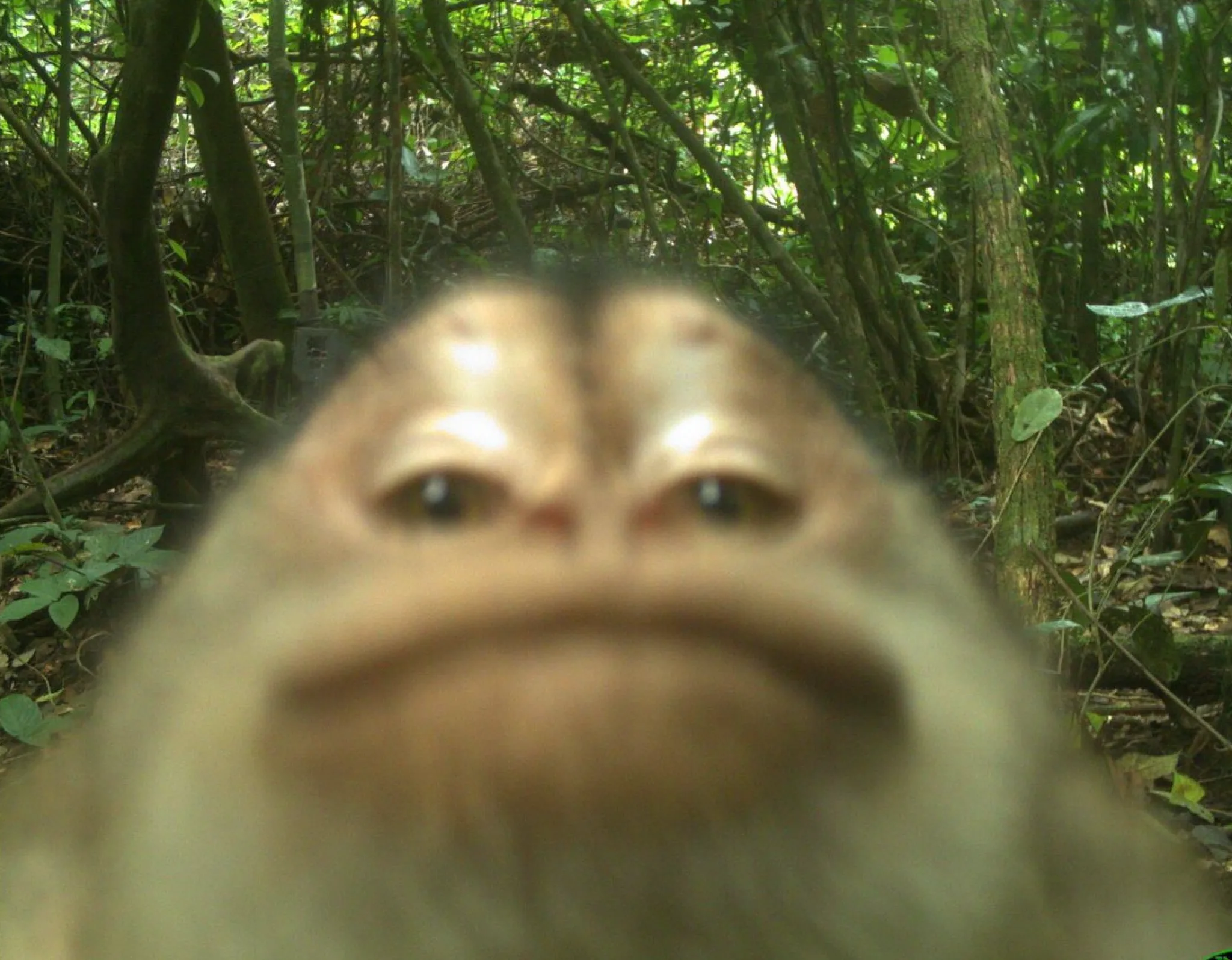 The Trail Cam Monkey Selfie (Judgemental Stare) — Reaction meme