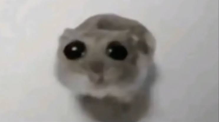 Sad Hamster meme template — Templates meme