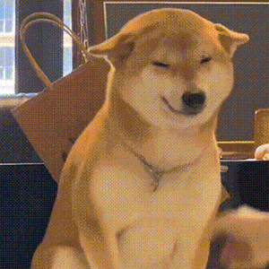 Dog Slapped — Reaction meme