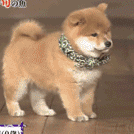 Doge Reverse Run Back — Reaction meme