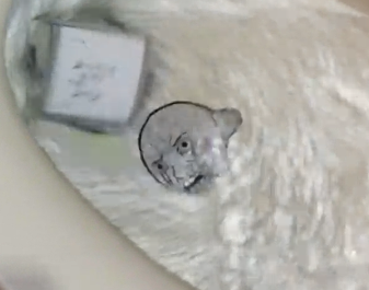 Wojak flushed toilet — Wojak meme