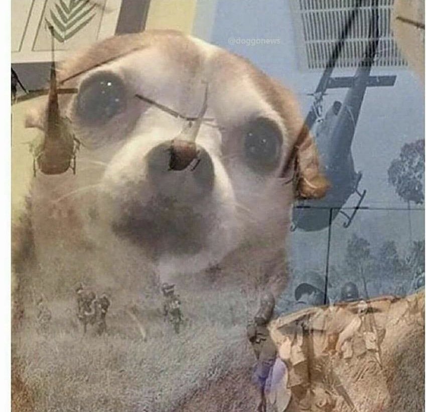 PTSD Chihuahua meme template — Templates meme