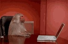 Baboon Staring Confused at Laptop Screen — Reaction meme